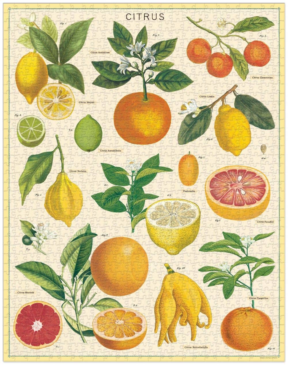 1000 Pc Puzzle Citrus
