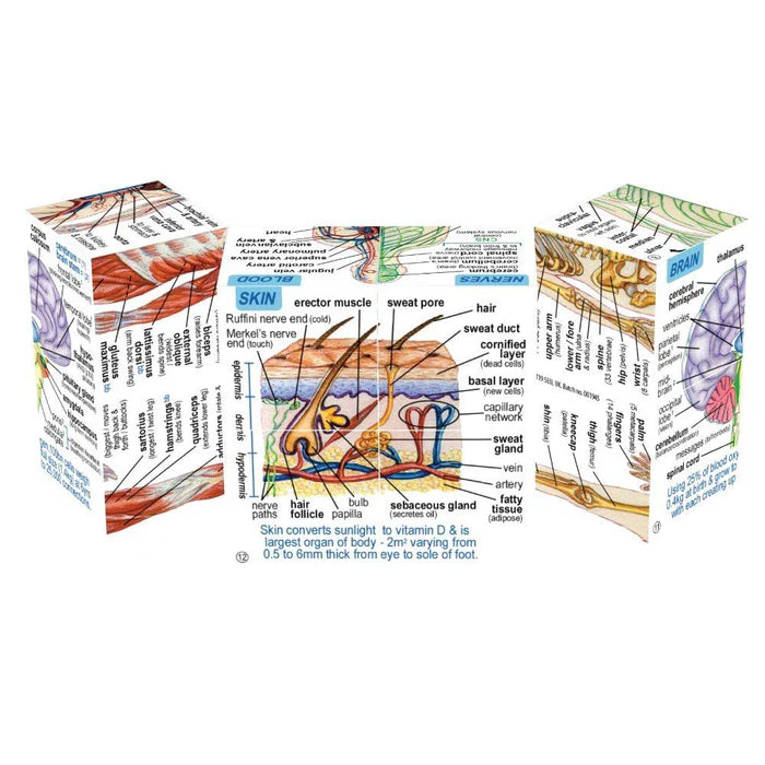 Zoobookoo - Human Body Anatomy Cube Book