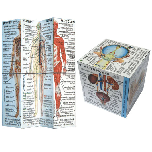 Zoobookoo - Human Body Anatomy Cube Book