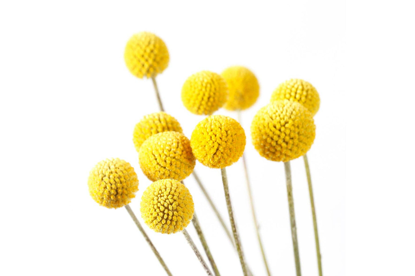Urban Greens Australian Native Billy Buttons Grow Kit