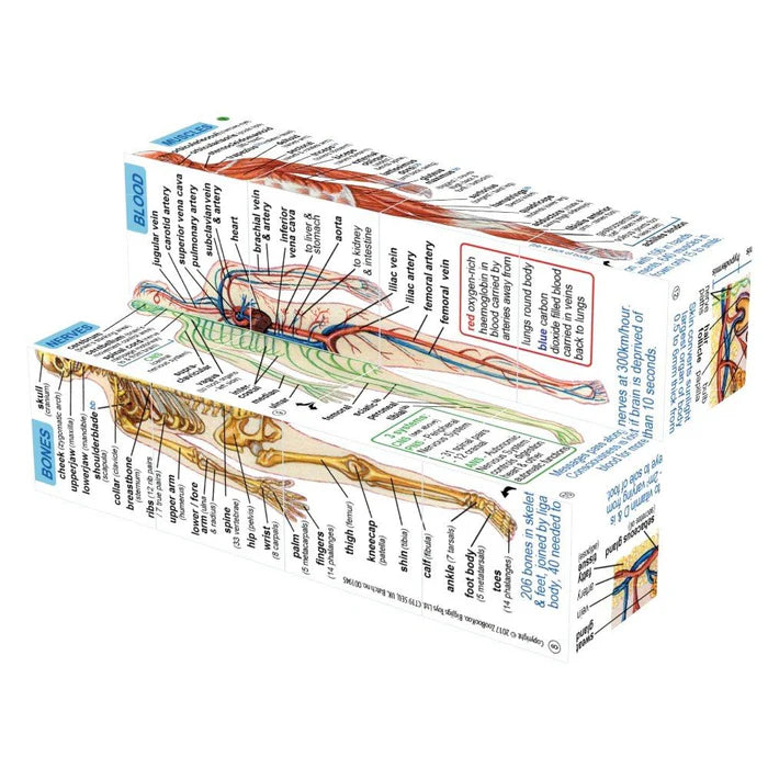 Zoobookoo - Human Body Anatomy Cube Book